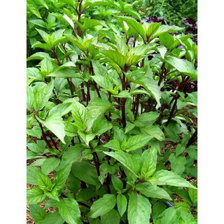 hạt giống rau húng quế nhập khẩu-  chuyên dụng.