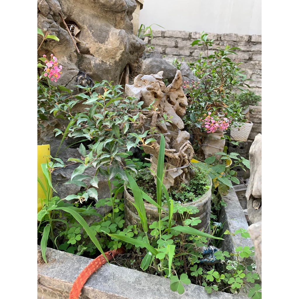 Đá núi cảnh bonsai để bàn,làm tiểu cảnh ghép cây