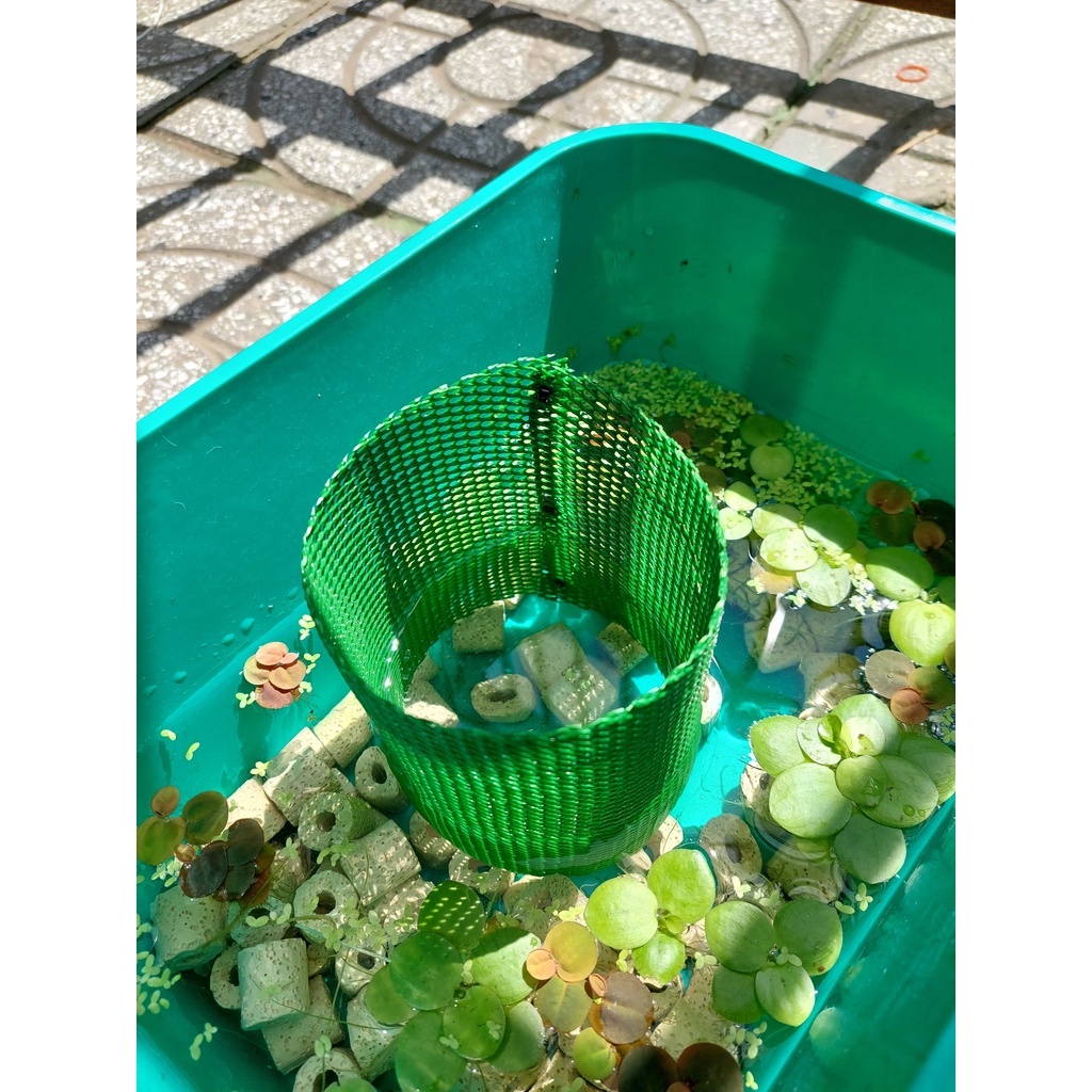 Lồng đẻ lưới 3li cho cá 7 màu. Cắt sẳn cao 12,5cm, rộng 10cm