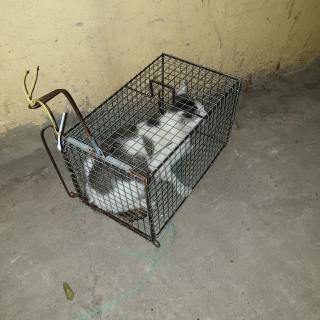 Bẫy mèo