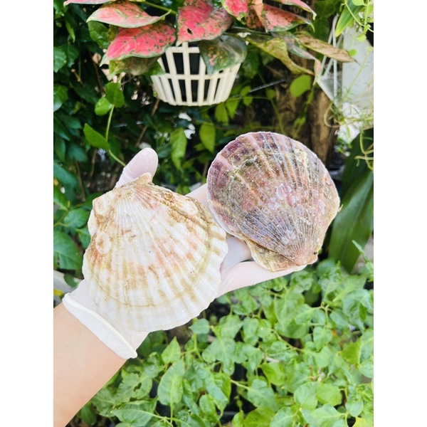 [HỎA TỐC SG] Sò điệp Nhật lớn nguyên con nướng phô mai mỡ hành 1kg
