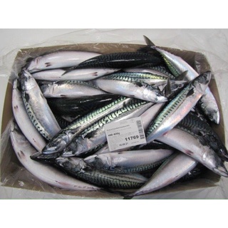 Cá saba nhật. 55.000/kg. giao hoả tốc hcm