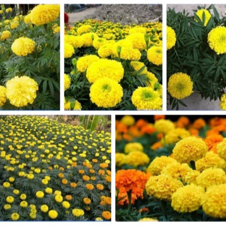 Hạt giống hoa vạn thọ Mỹ bông lớn nhiều bông (Cam - vàng chanh) - Hoa Vạn thọ chậu phi (nhiều màu)