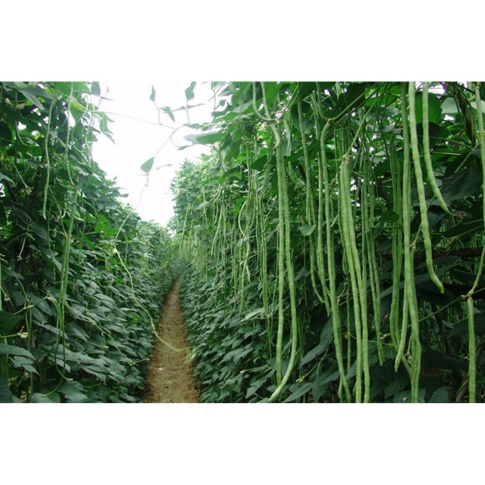 Hạt đậu đũa hạt trắng Đài Loan - gói 20 gram