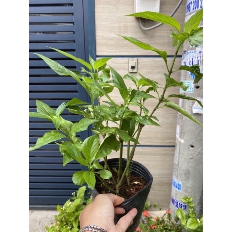 COMBO 5 cây gia vị
