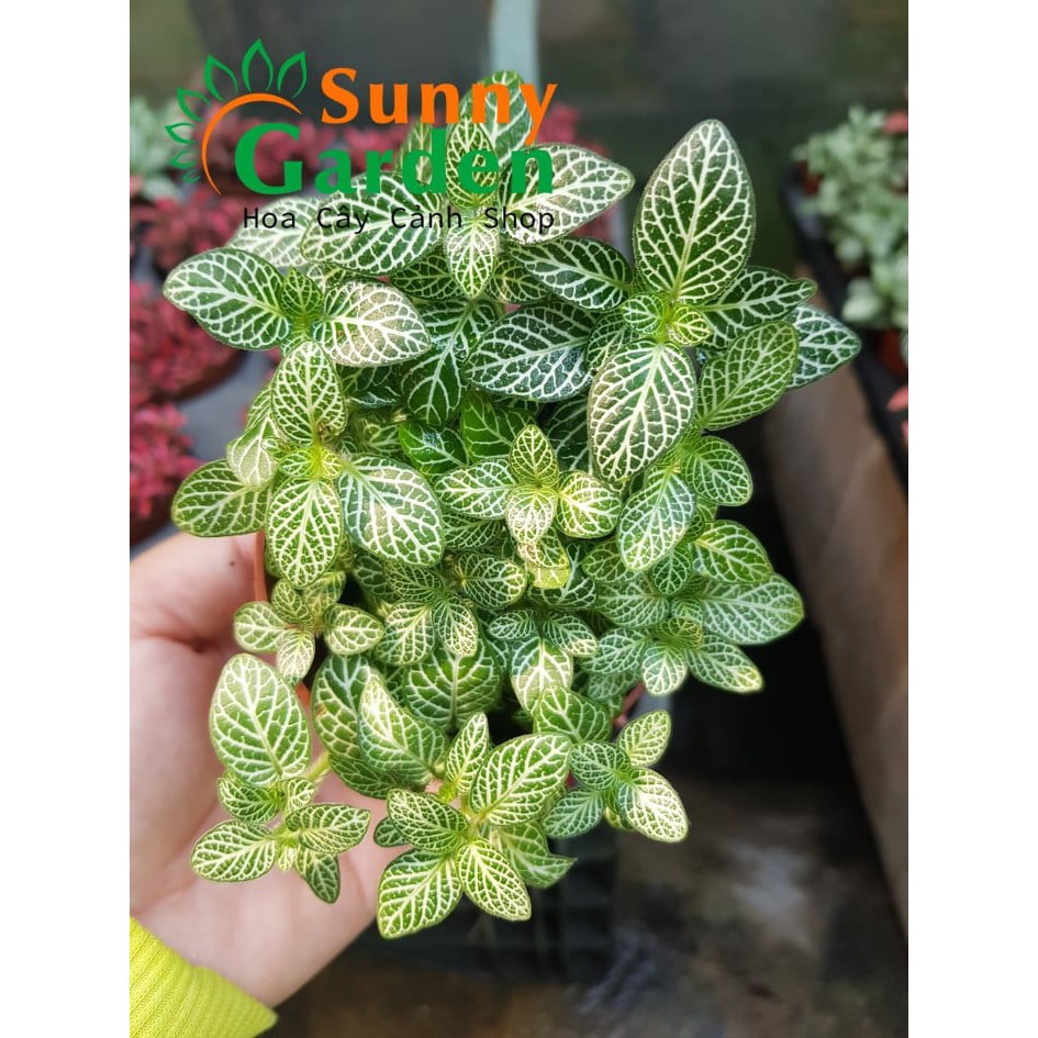 Cây Cẩm Nhung Fittonia - Sọc Trắng, Sọc Xanh, Sọc Hồng