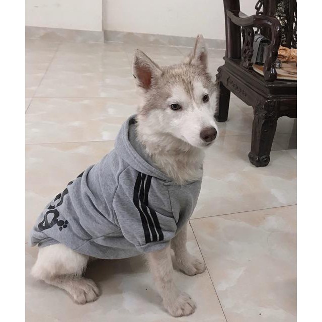Áo cho chó to &gt; 10kg có mũ