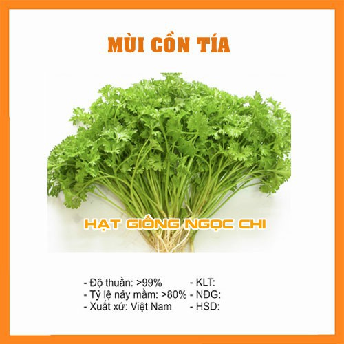 Hạt Giống Rau Mùi Cồn Tía - 20Gr