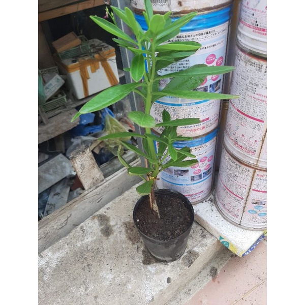 Bầu cây Sâm đất