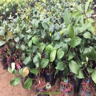 CÂY GIỐNG TÁO NGỌT