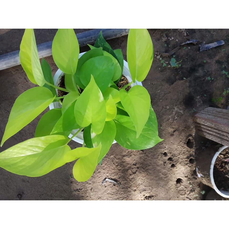 Trầu Bà Thái Vàng và  thái Xanh