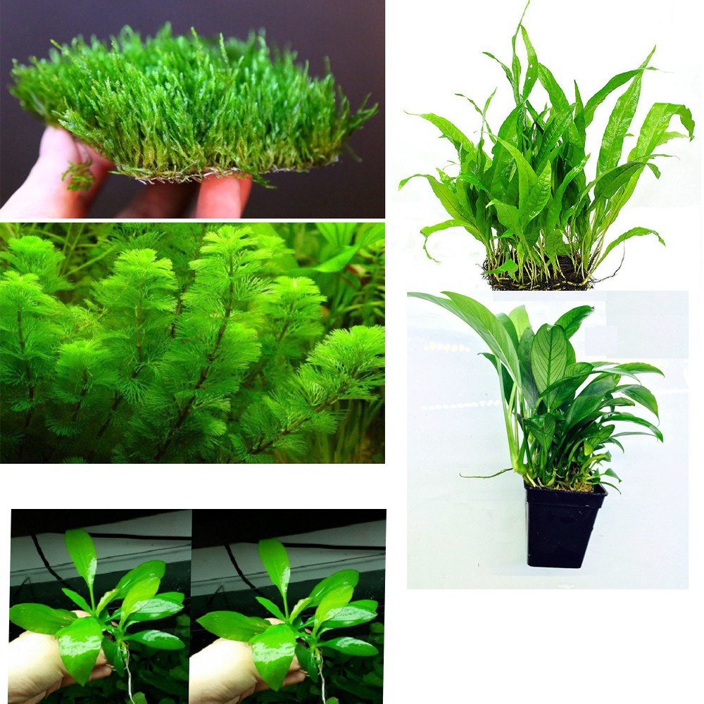 Tổng hợp 10 loại Cây thủy sinh dễ trồng - 10 loại cây thủy sinh cắt cắm