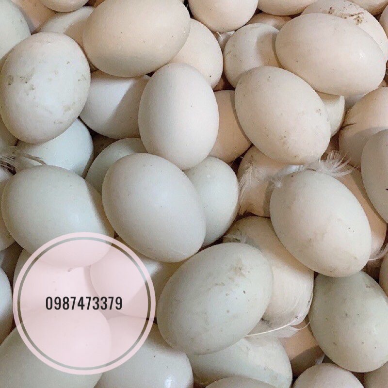 Trứng gà, trứng vịt tươi, mới, ngon hàng ngày