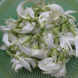 HẠT GIỐNG SO ĐŨA TRẮNG THÁI LAN