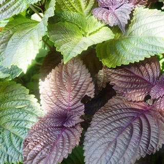 Hạt giống Tía tô