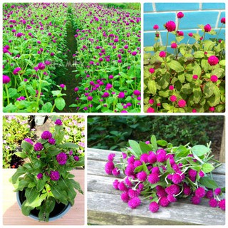 Hạt giống hoa Cúc Bách Nhật Mix nhiều màu gói 100 hạt