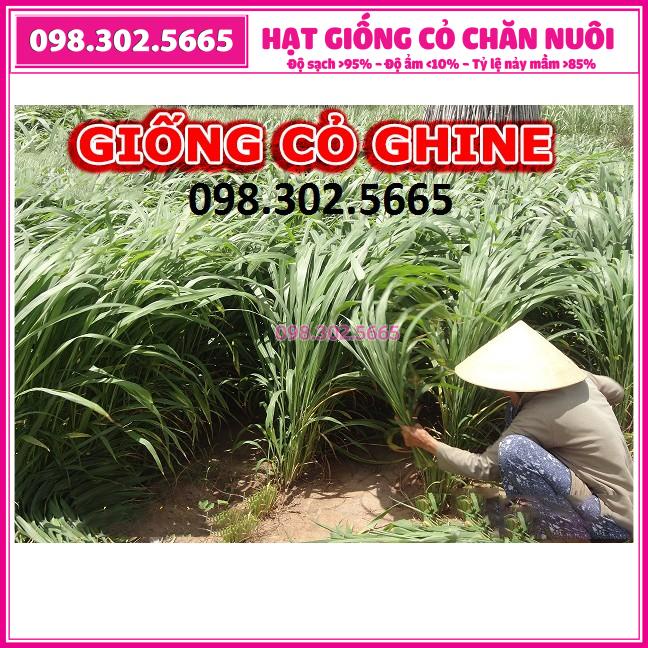 Hạt cỏ xả lá lớn Mobasa ghine 100g - cỏ chăn nuôi trâu,bò, cá, dê, thỏ, heo... chất lượng