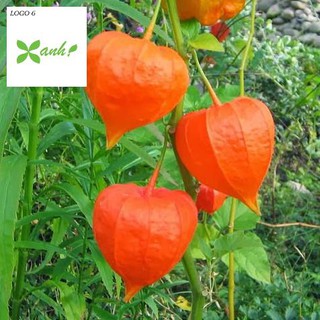 Hạt giống Anh đào đất, cây Thù dù, cây Tầm bóp