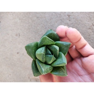 cây sen đá hawothia ngọc lá lớn