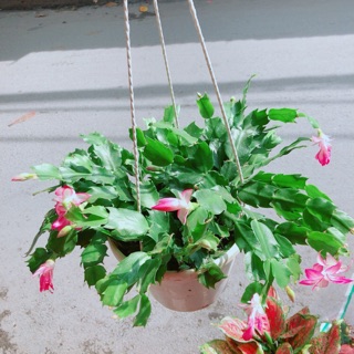 Chậu Tiểu Quỳnh (Càng Cua)