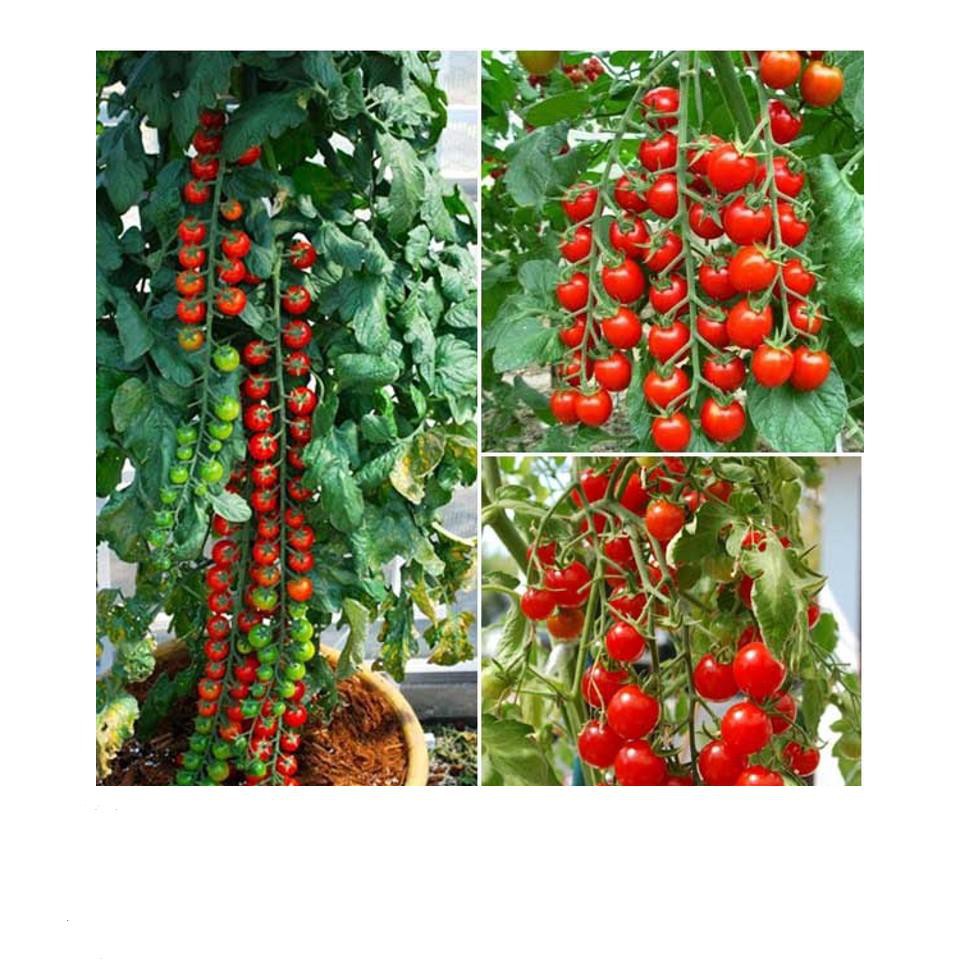 Gói 30 hạt giống cà chua chuỗi ngọc Hạt Giống Cà Chua Bi Chùm Đỏ Chuỗi Ngọc F1 Dễ Trồng Ăn Cực Ngon