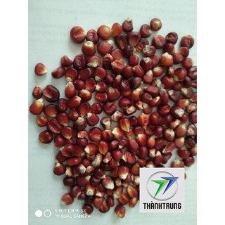 Hạt giống bắp ngô đỏ 30 hạt- ngô nữ hoàng THANH TRUNG