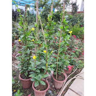 (Xanhshop22) Cây leo Huỳnh Anh vàng