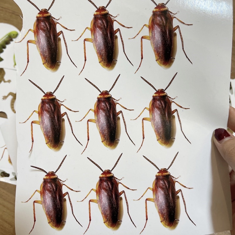 Miếng dán 3D hình con gián, thạch thùng, sâu, ruồi sticker