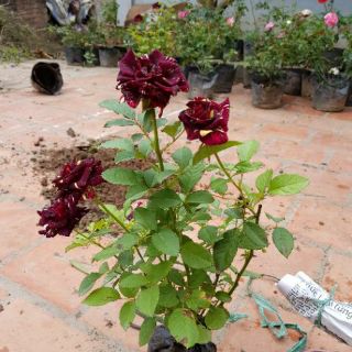Chậu hoa hồng ngoại bầu đất