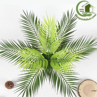 Bụi cây dừa - bụi lá dừa giả cao 50cm