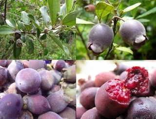 Sim rừng đã ra trái
