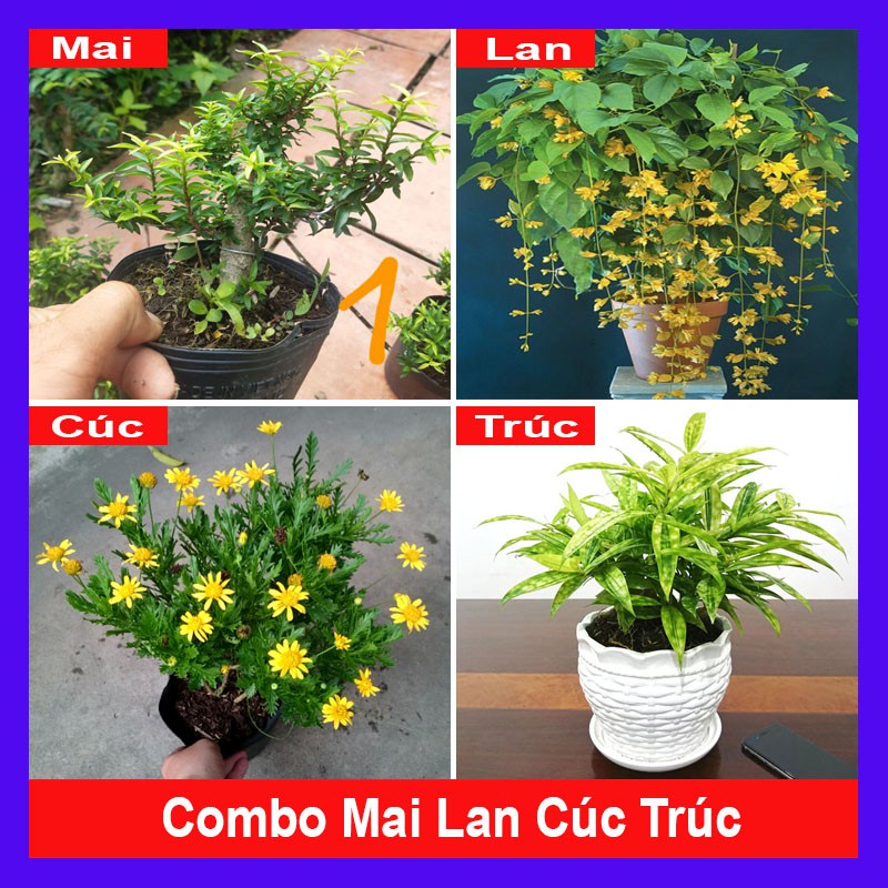 Combo 4 cây Mai Lan Cúc Trúc ( kim thanh mai + lan hoàng dương + cúc thân gỗ + trúc nhật vàng ) tặng phân bón cho cây