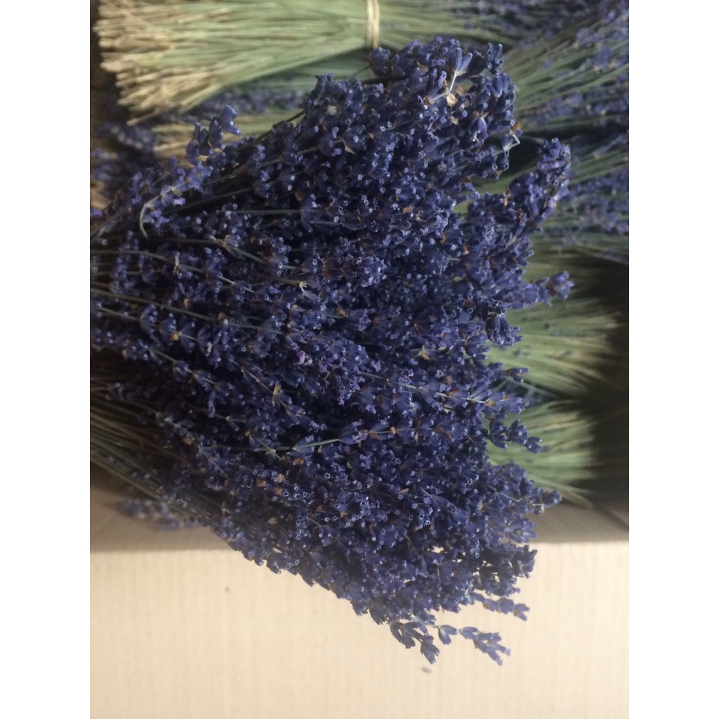 HOA LAVENDER NHẬP KHẨU PHÁP