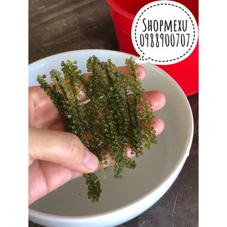 200gr RONG TÁCH NƯỚC
