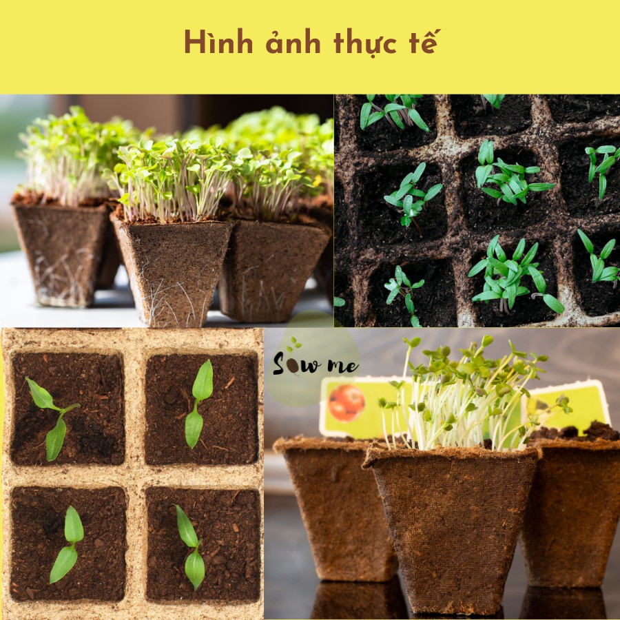 Bộ kit trồng cây (bản giới hạn) SowMe - gồm 4 loại hạt giống - 1 khay 8 chậu xơ dừa- dụng cụ làm vườn hoàn hảo