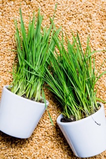 Hạt giống Cỏ Lúa Mì