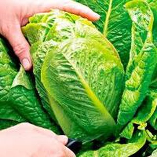 2gram HẠT GIỐNG XÀ LÁCH ROMAINE