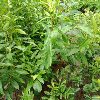 Cây vối nếp cao 1m
