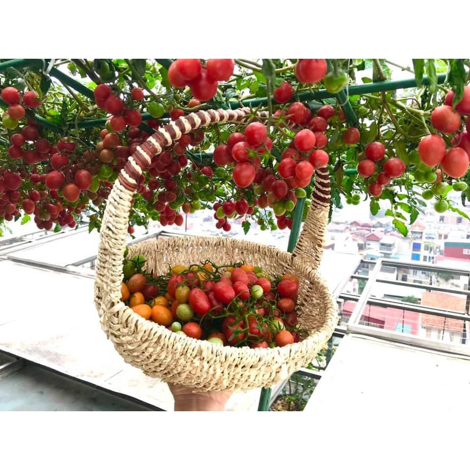 CHẾ PHẨM SINH HỌC REBIO 💞𝐎𝐋𝐈𝐆𝐎 𝟏𝟎𝟎𝐦𝐥💞- Đặc trị nấm xanh-trắng, thán thư, rỉ sắt, vàng lá, thối rễ...trên cây trồng