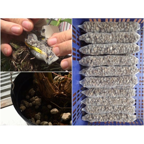 [SIEURE] Phân dê trồng cây ( 5 túi mỗi túi dài 20cm) hàng đẹp, phân phối chuyên nghiệp.