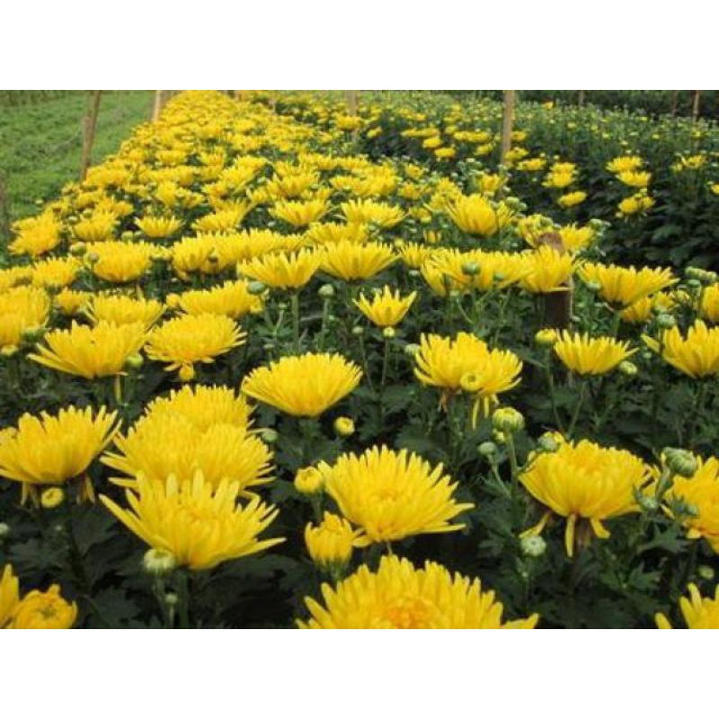 3gói) SIÊU DƯỠNG KÍCH HOA CỨNG CUỐNG , LÂU TÀN ĐẬU QUẢ TỐT