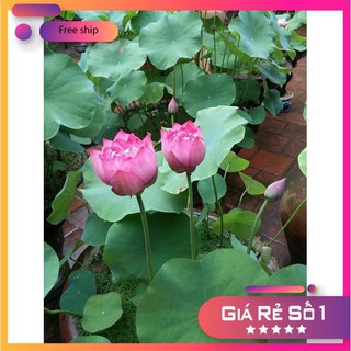 10 Hạt giống Sen ta (Dễ trồng, Hoa quanh năm)