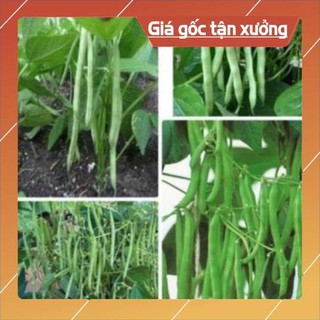 Hạt giống đậu cove bụi- gói 50gr