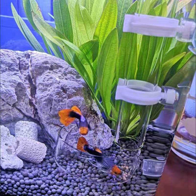 AQUARZOO Aquarium Feeding Tube Fish Feeder Tube Clear Acrylic Shrimp Feeding Tube and Suction Cups for Fish Tank Aquarium Shrimp Fish Dish