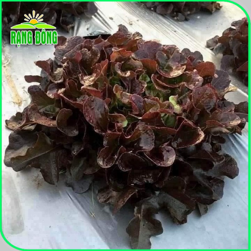 Hạt giống Xà Lách Sồi Tím (Xà lách Oakleaf) sinh trưởng khỏe, trồng quanh năm (gói 2 gr) - Hạt giống Rạng Đông