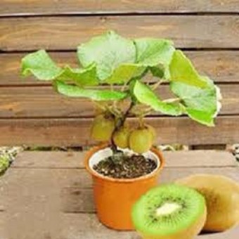 HẠT GIỐNG KIWI LÙN VÀNG - 20 hạt/ gói