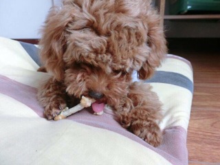 Xương sữa quấn gà nướng CHO CHÓ MÈO