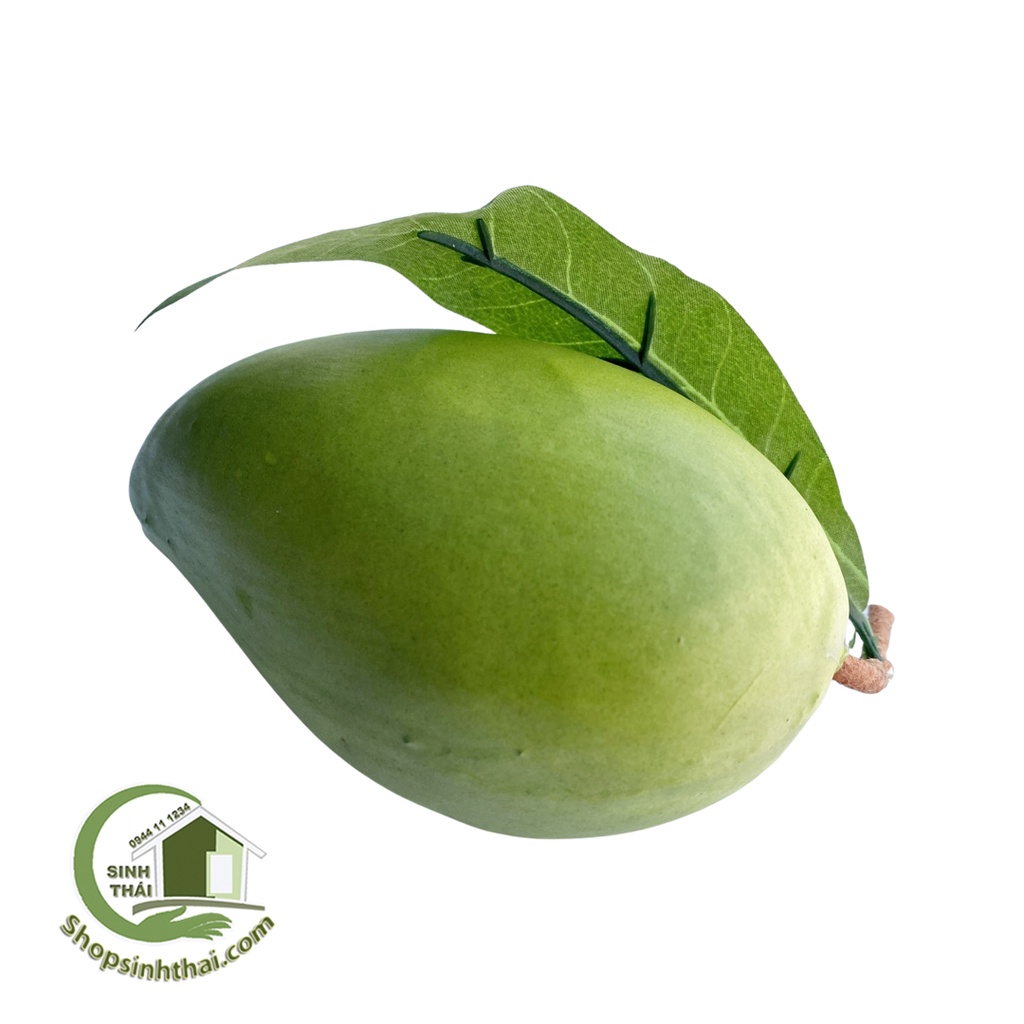 Trái xoài xanh nhỏ - quả xoài giả cao cấp