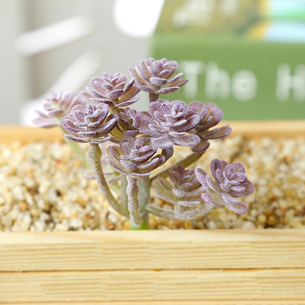 1 Cây Mọng Nước Không Phai Bằng Nhựa Trang Trí Tiệc