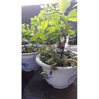 Cây nhân sâm đất